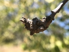 Andricus chrysolepidicola