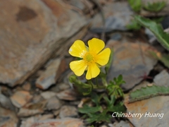 Ranunculus formosa-montanus