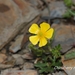 Ranunculus formosa-montanus - Photo (c) Lijin Huang (紫楝), algunos derechos reservados (CC BY-NC), subido por Lijin Huang (紫楝)