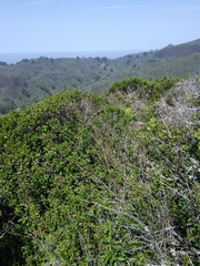 Neotoma fuscipes annectens