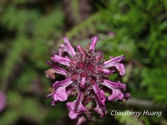 Pedicularis refracta transmorrisonensis