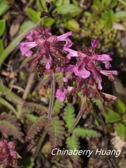 Pedicularis refracta transmorrisonensis