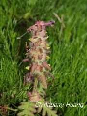 Pedicularis refracta transmorrisonensis