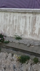 Columba livia domestica