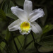 Sobralia virginalis - Photo (c) Viviana Andrea Vargas, some rights reserved (CC BY-NC), uploaded by Viviana Andrea Vargas