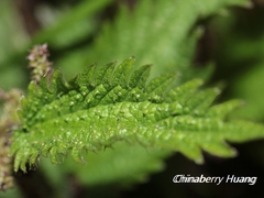Urtica taiwaniana