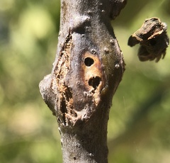 Andricus chrysolepidicola