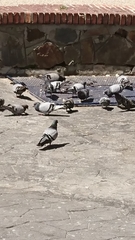 Columba livia domestica