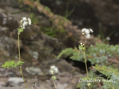 Thalictrum myriophyllum