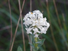 Pimelea glauca