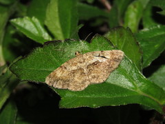 Psilalcis galsworthyi