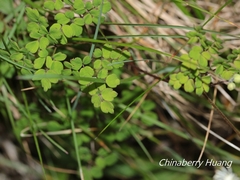 Thalictrum myriophyllum