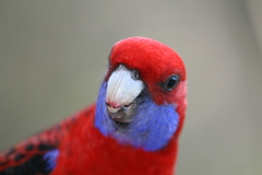 Platycercus elegans elegans