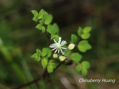 Thalictrum myriophyllum