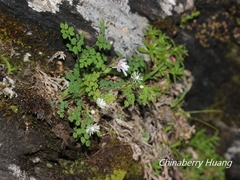 Thalictrum myriophyllum