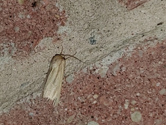 Mythimna oxygala