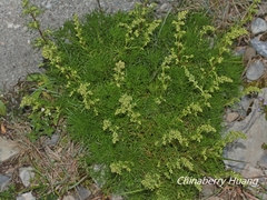 Artemisia morrisonensis