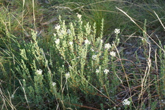 Pimelea glauca