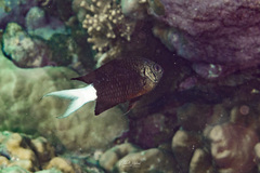 Chromis xanthura