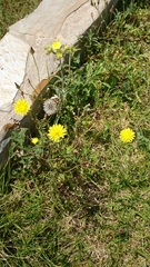Asteraceae