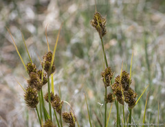 Carex athrostachya