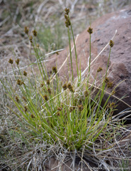 Carex athrostachya
