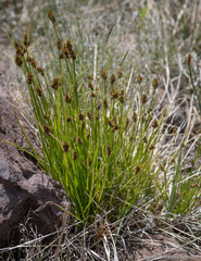 Carex athrostachya