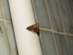 Stemmatophora flavicaput