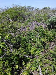 Neotoma fuscipes annectens