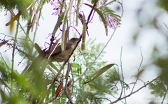 Turdus grayi