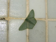 Thalassodes immissaria