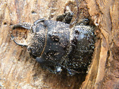 Mallodon spinibarbis