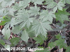 Acer pseudosieboldianum