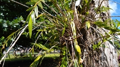 Dendrobium adamsii