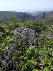 Neotoma fuscipes annectens