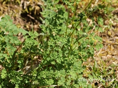 Thalictrum myriophyllum