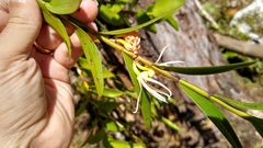 Dendrobium adamsii