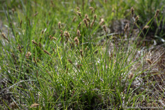 Carex leporinella