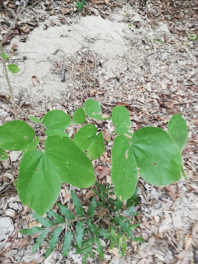 Cook's bauhinia