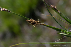 Carex leporinella