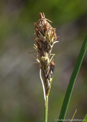 Carex leporinella