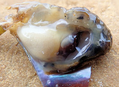 Electroma papilionacea