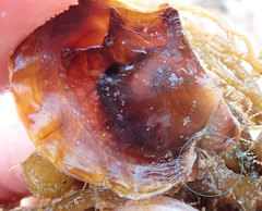 Electroma papilionacea