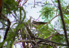 Turdus grayi