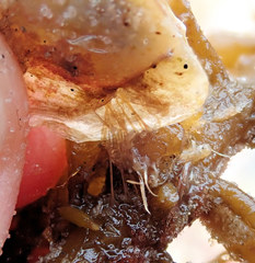 Electroma papilionacea