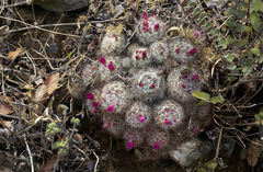 Mammillaria erythrosperma