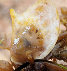 Electroma papilionacea