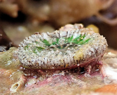 Homophyllia australis