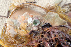 Homophyllia australis