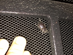 Hemiphileurus illatus